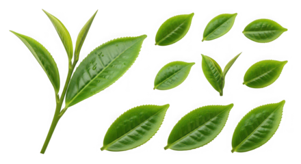 Fresh green tea leaves and sprigs of transparent