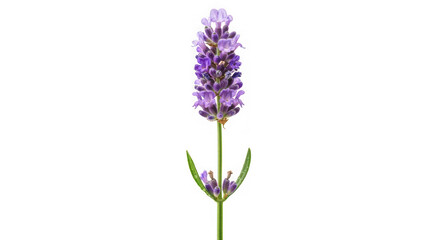 A single sprig of lavender with purple flowers and green leaves of transparent