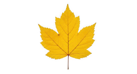 Fototapeta premium A single yellow maple leaf with pointed lobes, isolated on a transparent background of transparent