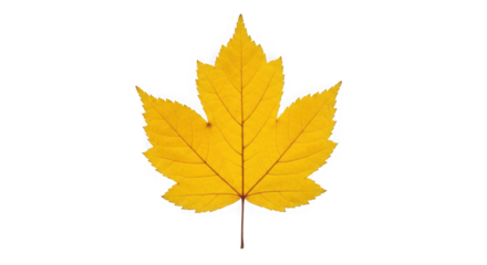 A single yellow maple leaf with pointed lobes, isolated on a transparent background of transparent