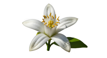 A single white orange blossom with yellow stamen and green leaf of transparent