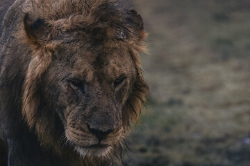 Fototapeta premium Acacia Boys