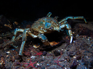 Long-legged spider crab