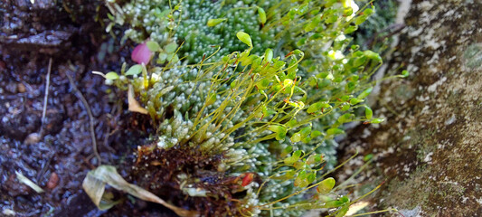 Moss ( Funaria hygrometrica )
on the tree