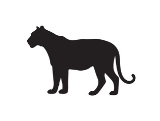 Tiger in silhouette white background.