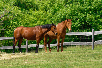 Obraz premium Two majestic brown horses graze peacefully in a lush green field on a sunny day, with a wooden fence.