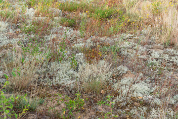 Trockenrasenvegetation im NSG Astheimer Sande in der Mainaue bei Astheim am Main, Stadt Vokach, Landkreis Kitzingen, Unterfranken, Franken, Bayern, Deutschland