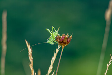 A bright green grasshopper rests on a delicate flower, enjoying the summer.