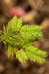 Plant list 2025 - Pseudotsuga menziesii