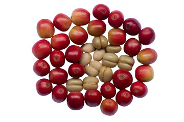 Red coffee seeds on white background. Red coffee beans on white background.