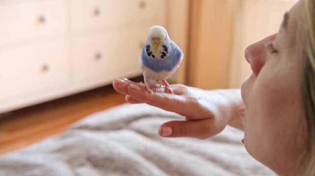 Owner woman feeding a budgie. Close-up. White blue budgerigar perching on the hand. Pet bird is eating grains from human palm. Cozy Indoor Setting. Person is gently handfeeding a parrot in bright room