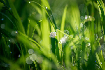 green beautiful foliage plants in nature morning sunlight summer with water drops and bokeh