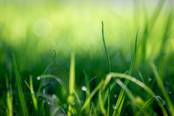 green beautiful foliage plants in nature morning sunlight summer with water drops and bokeh