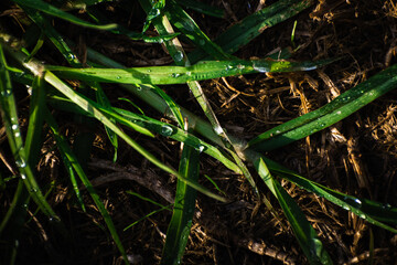 green beautiful foliage plants in nature morning sunlight summer with water drops and bokeh