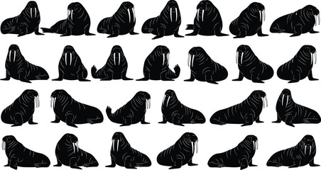 Black walrus silhouette collection, arctic marine mammal poses set, wildlife animal icons, ocean nature shapes, minimal vector illustration © NAIMUR