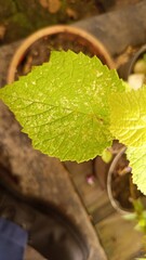 autumn leaves on the ground