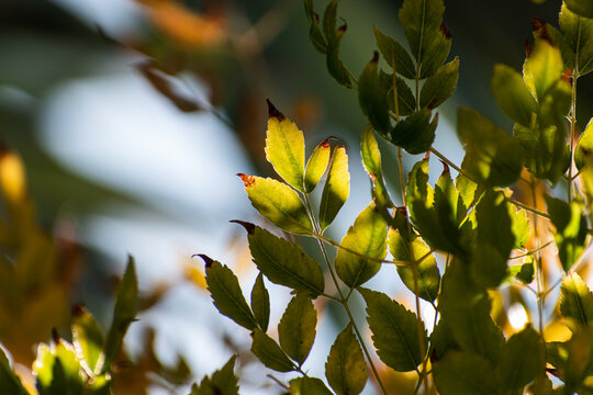 natural sunlight foliage, leafes with blue sky, green beautiful closeshot detailed, bokeh in summer garden