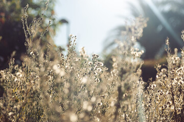 seeds of dandelion, white, yellow, beautiful summer garden with blur baclground, natural enviroment