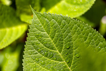 Close-up of green leaf with water droplets on surface, natural background