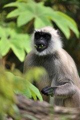 葉を食べるハヌマンラングール