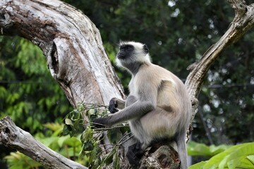 木に座り見上げるハヌマンラングール