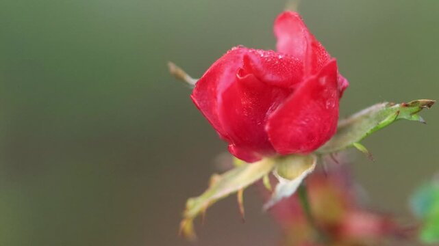 Close-up of a small red rose, tiny red rose blossom in winter, green surroundings, close-up of red petals, green background, rosa