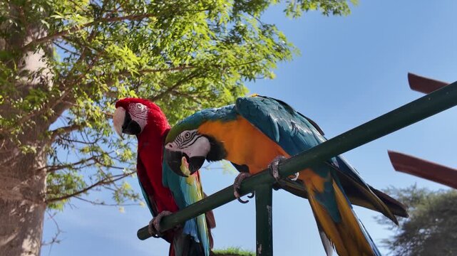 Parrot ara ararauna perch colorful 