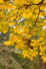 Plant list 2025 - Acer saccharum (Temples Upright)