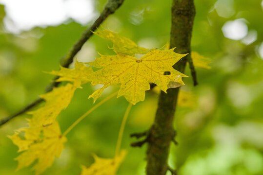 Plant list 2025 - Acer platanoides (Pyramidale Nanum)