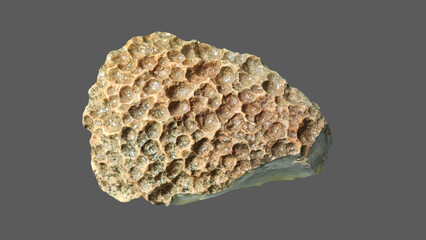 Close-up of a natural porous stone showing detailed surface structure and organic patterns....