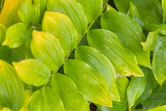 Plant list 2025 - Polygonatum odoratum