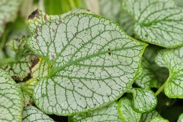 Fototapeta premium Plant list 2025 - Brunnera macrophylla (Jack Frost)