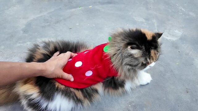 Adorable fluffy cat in colorful red strawberry costume with white polka dots, being gently petted by hand, showcases playful spirit and unique fur patterns in this delightful scene