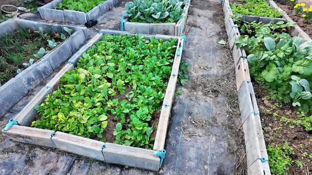 Vibrant outdoor vegetable garden with raised beds showcases lush greenery, thriving plants, and variety of leafy greens, promoting healthy soil and sustainable farming practices in agriculture