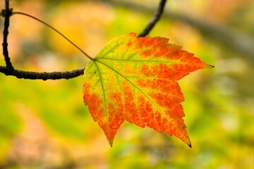 Obraz premium Plant list 2025 - Acer rubrum (Armstrong)