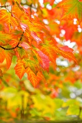 Plant list 2025 - Acer rubrum (Armstrong)