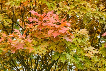 Plant list 2025 - Quercus palustris (Isabel)