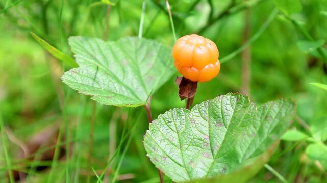 Wild marsh berry cloudberry ripened in forest swamp