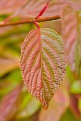 Plant list 2025 - Viburnum &times; bodnantense (Dawn)