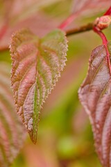 Fototapeta premium Plant list 2025 - Viburnum × bodnantense (Dawn)