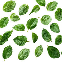 Falling mint leaves isolated on a white background
