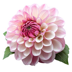 flower pink white dahlia isolated on a white background