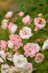 Plant list 2025 - Rosa multiflora