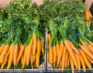 Fresh carrots with green tops bundled together for sale. Raw root vegetables harvested for food, healthy nutrition, cooking and meal preparation.