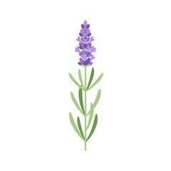 Obraz premium Lavender flower on white background
