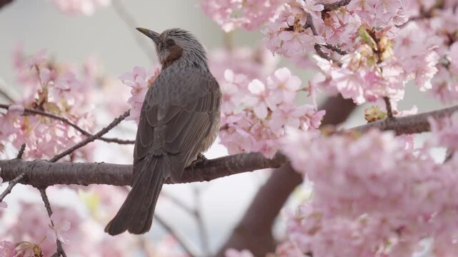 [Slow motion] Japanese brown-eared bulbul flying from a branches of Kawazu cherry blossoms