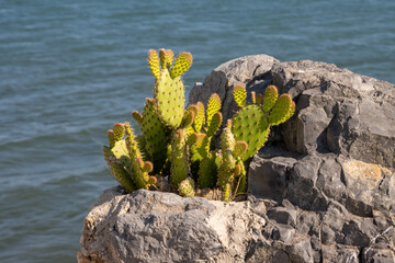 Opuntia on a rock and Ionian sea, Corfu, Greece