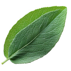 Obraz premium fresh green sage leaf isolated on a white background