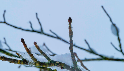 Obraz premium Schnee auf Magnolienzweigen mit Knospen
