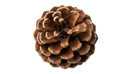 Pine Cone Detail
